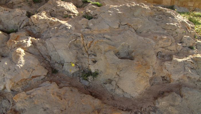 Huella de dinosaurio fosilizada (icnita) en el yacimiento de Mambrillas de Lara.