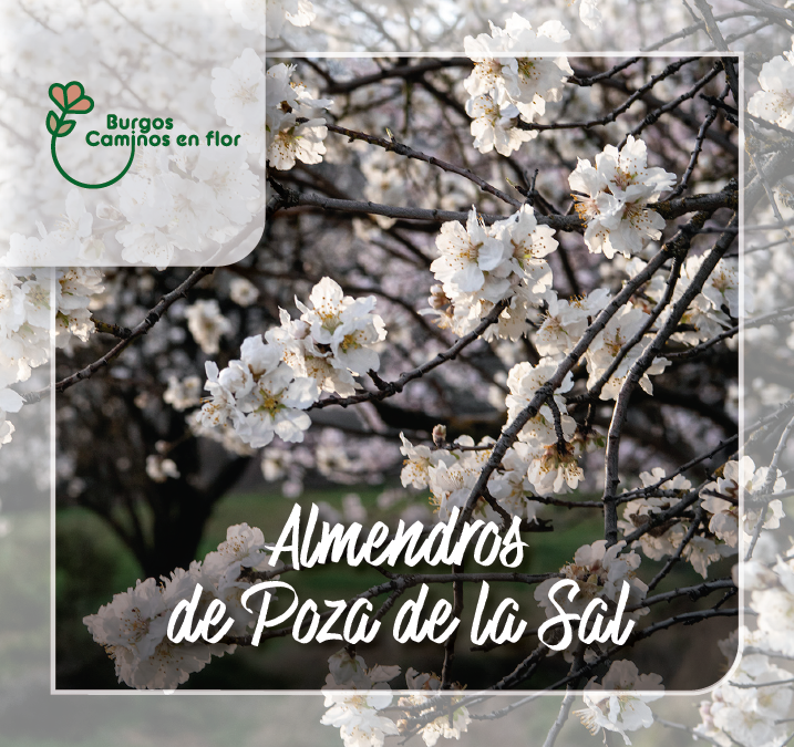 Floración de los Almendros en Poza de la Sal