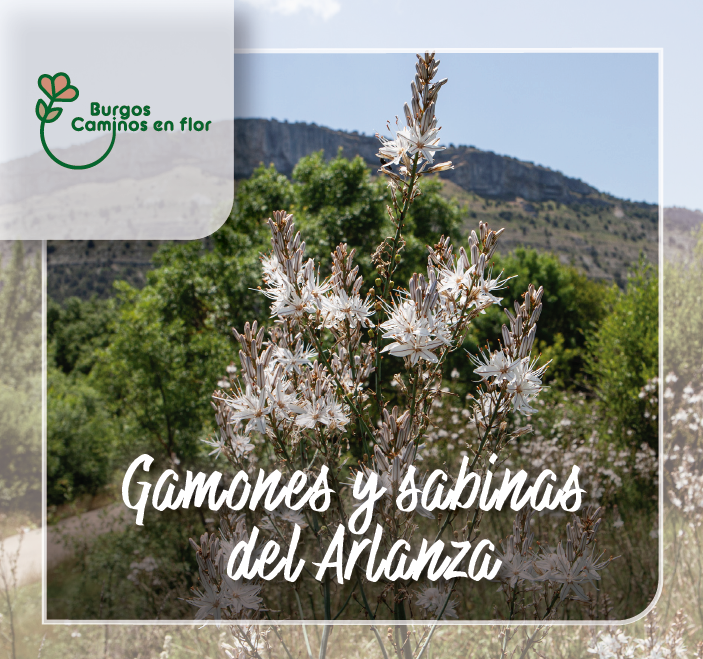 Gamones y Sabines de Arlanza