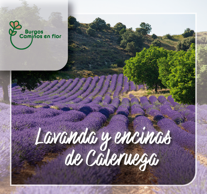 Lavanda y Encinas de Caleruega