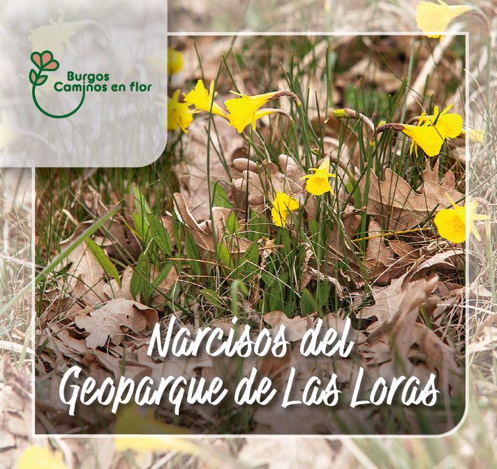 Narcisos en el Geoparque de las Loras