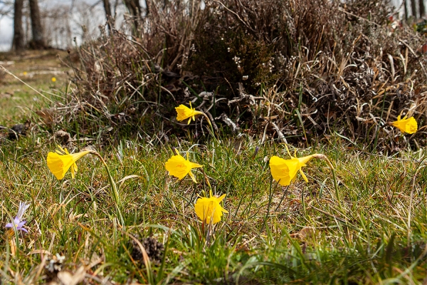Narcisos en el Geoparque de Las Loras
