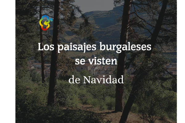 Bosques, nieve y bolas rojas: los paisajes burgaleses se visten de Navidad con la eclosión de los acebos