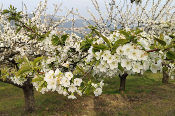 El Madrid de los cerezos en flor. El Madrid de las Caderechas: un lugar de cuento en la provincia de Burgos