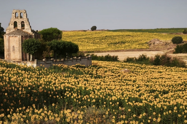 Caminos en Flor