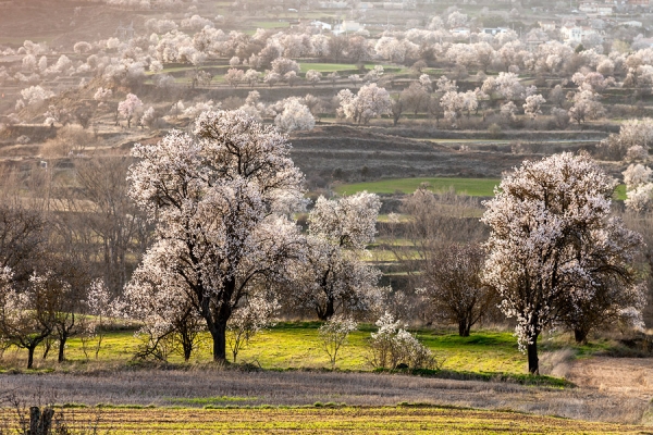 Almendros en flor