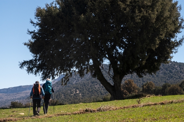 Gamones y sabinas del Arlanza