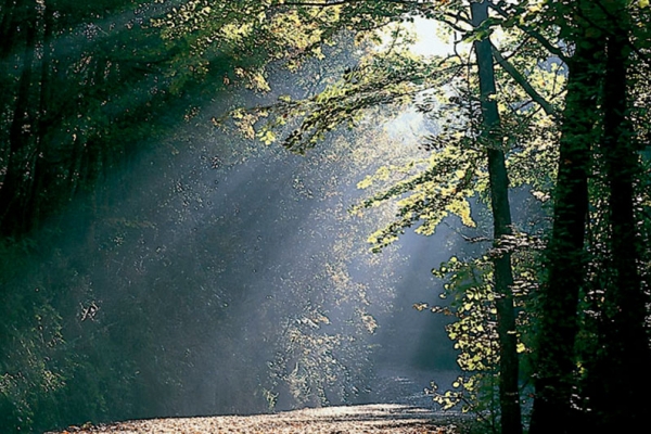 Bosques de Obécuri y Bajauri