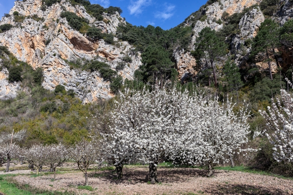 Cerezos de Las Caderechas