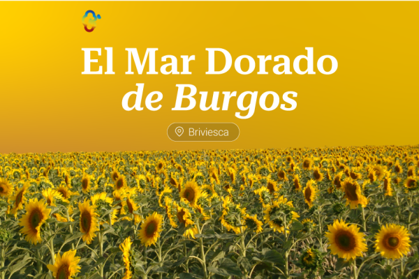 El Mar Dorado de Burgos: comienza la floración de los girasoles