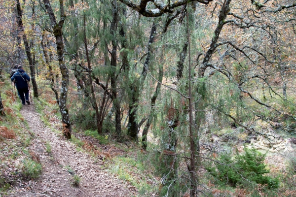 Senda Cascada de la Mea