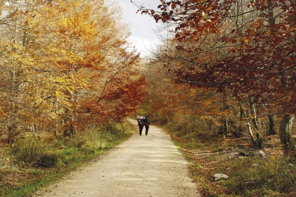 Senda del Encinar