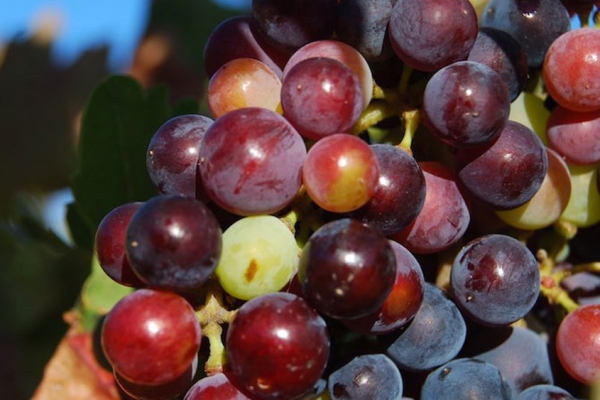 Enoturismo ‘à gogo’ en la Ruta del Vino Arlanza