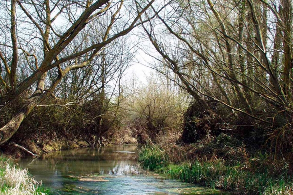 Bosques de El Perul y Fuentes del Hormazuelas