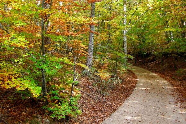 La App Track & Trail permitirá a sus usuarios conocer a fondo la comarca de Pinares de Burgos y Soria