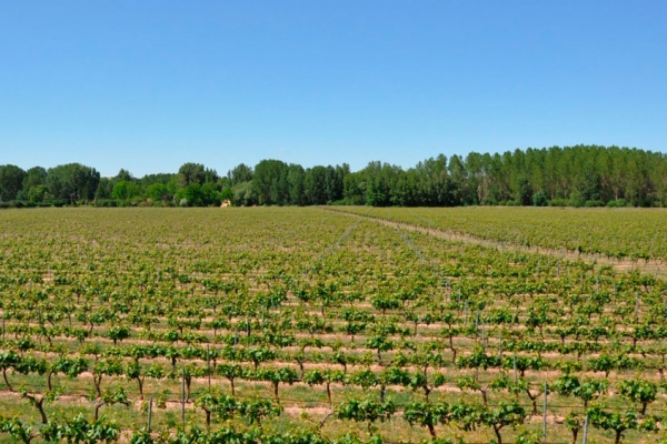 Bodega Santa Eulalia