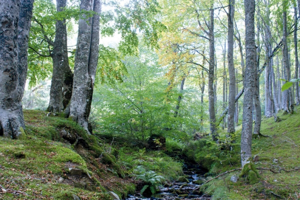 Nacedero río Oropesa