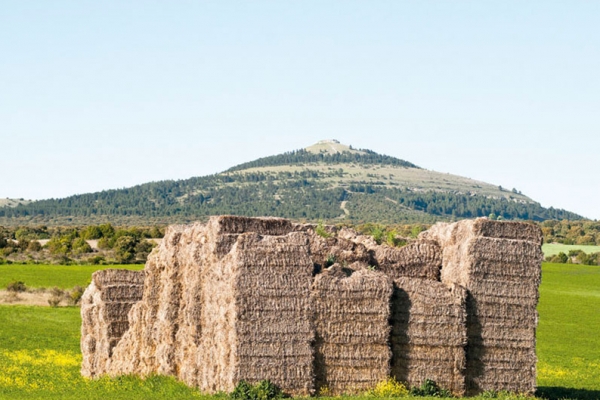 Sendero de las Mamblas