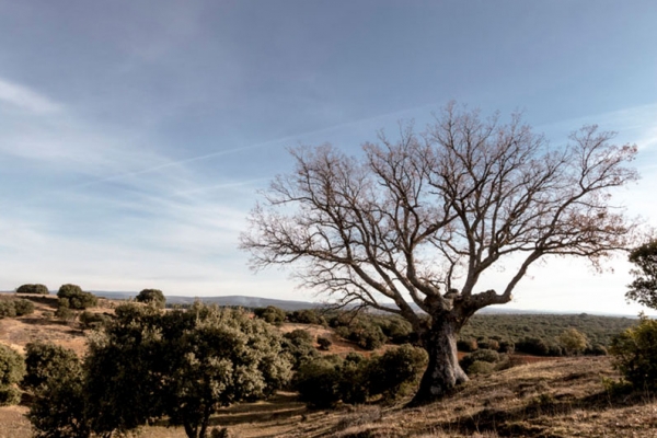 Sendero Loberas