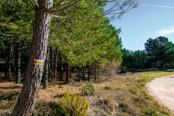 Sendero Los Pinares